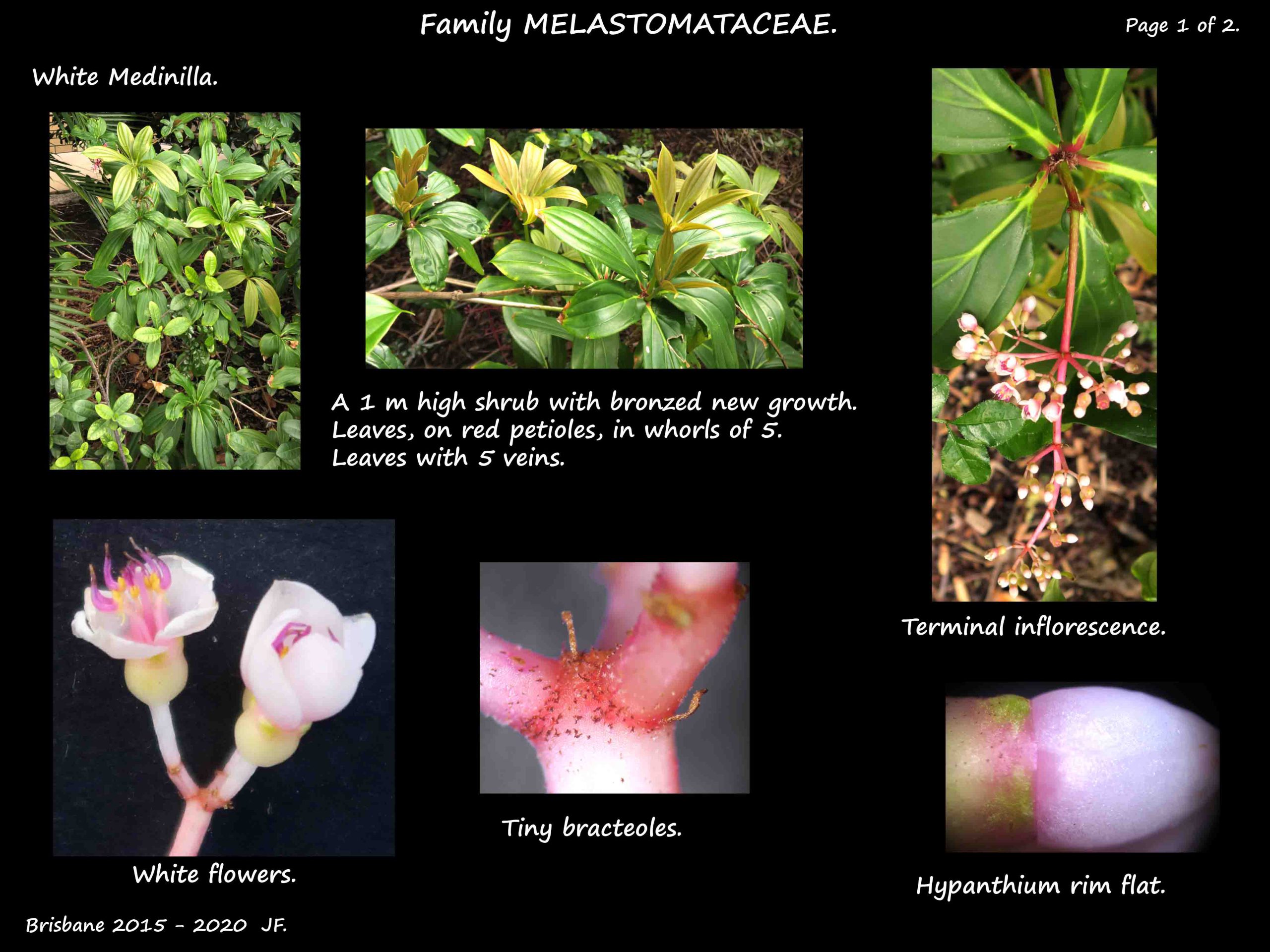 1 White Medinilla plant & flowers